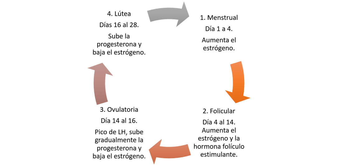 Fases del ciclo menstrual